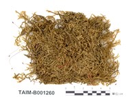 藏品(長喙灰苔)的圖片